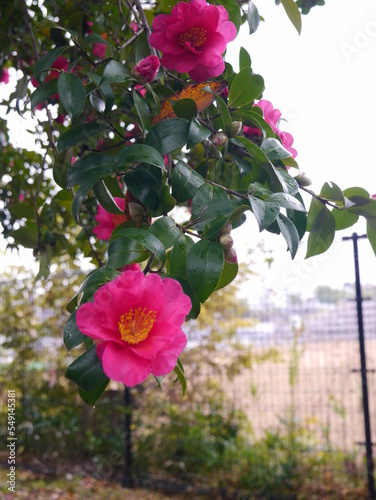 pink rose bush