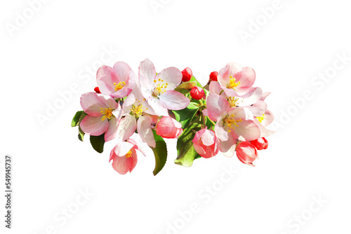 Fototapeta Naklejka Na Ścianę i Meble -  Pink apple tree flowers green leaves white background isolated closeup, blooming red cherry flowers branch, sakura bunch blossom, beautiful spring decoration, floral pattern, decorative design element