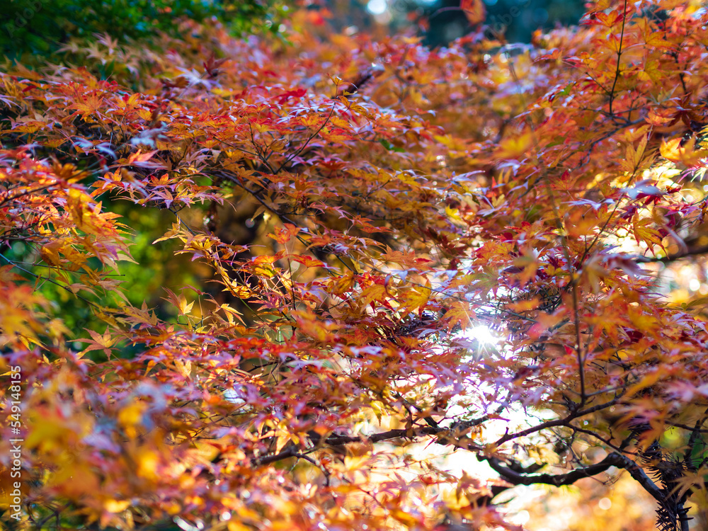 紅葉 紅葉