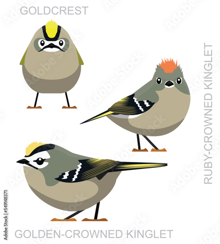 Cute Bird Kinglet Goldcrest Set Cartoon Vector