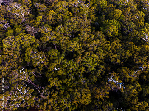 Forrest from above - Western Australia  photo