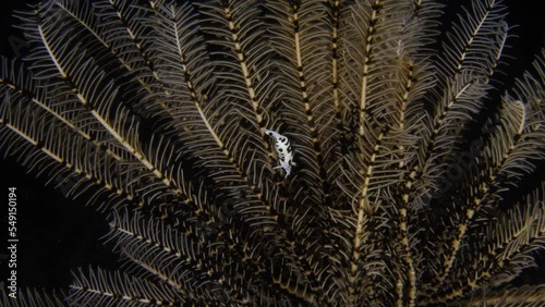 Black and White Crinoid Shrimp - Laomenes albonigrus. Underwater macro life of Tulamben, Bali, Indonesia.  photo