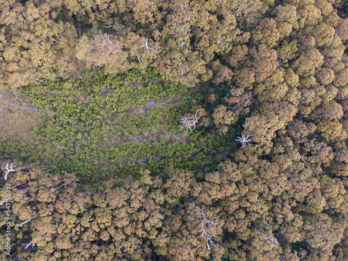 Forrest from above - Western Australia photo