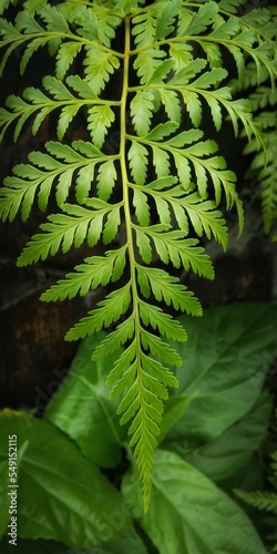 fern leaf in the forest