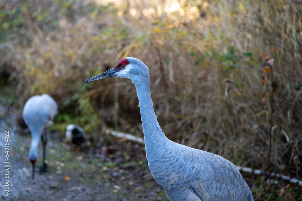 Fototapeta premium grey crowned crane