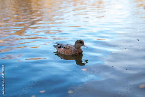 duck in the water