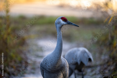 grey crowned crane