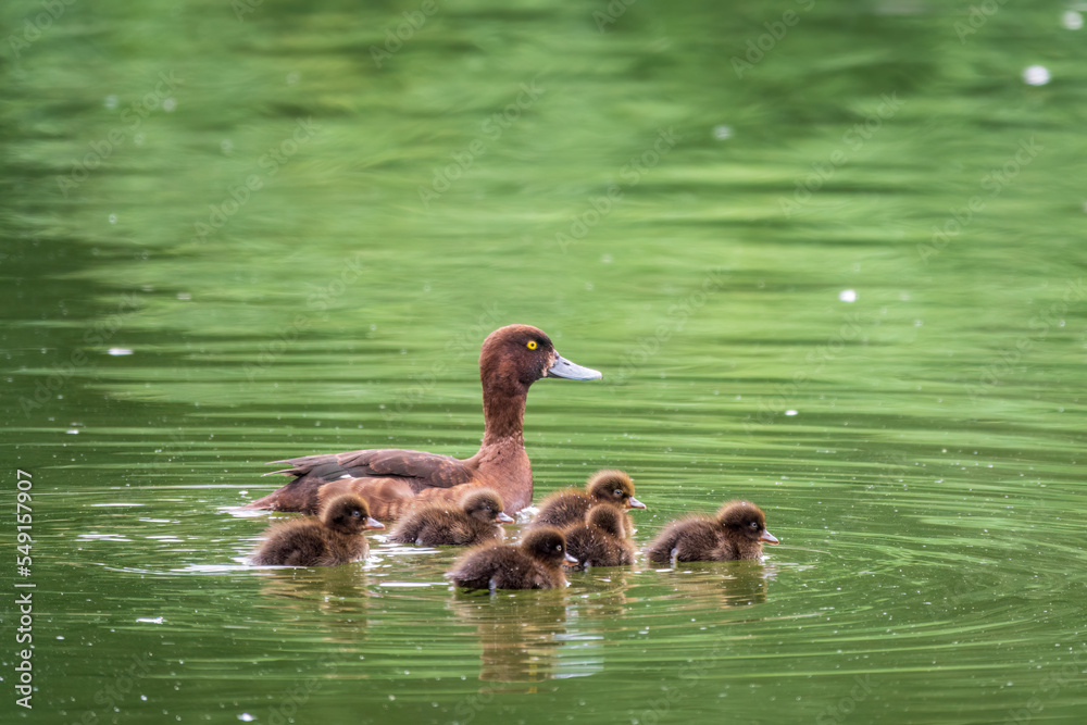 Female Tufted duck swims with her ducklings in green lake Female Tufted duck swims with her ducklings in green lake