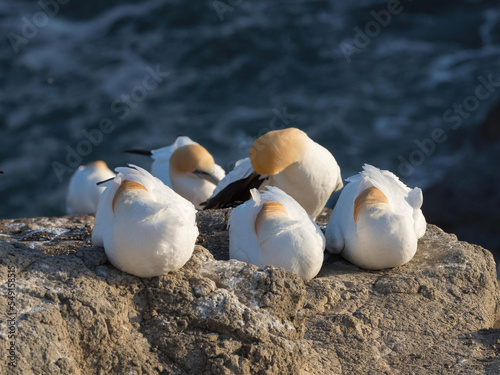 Three gannets (morus serrator) sat together have their heads buried in feathers as protection against the wind. Bird behaviour.j photo