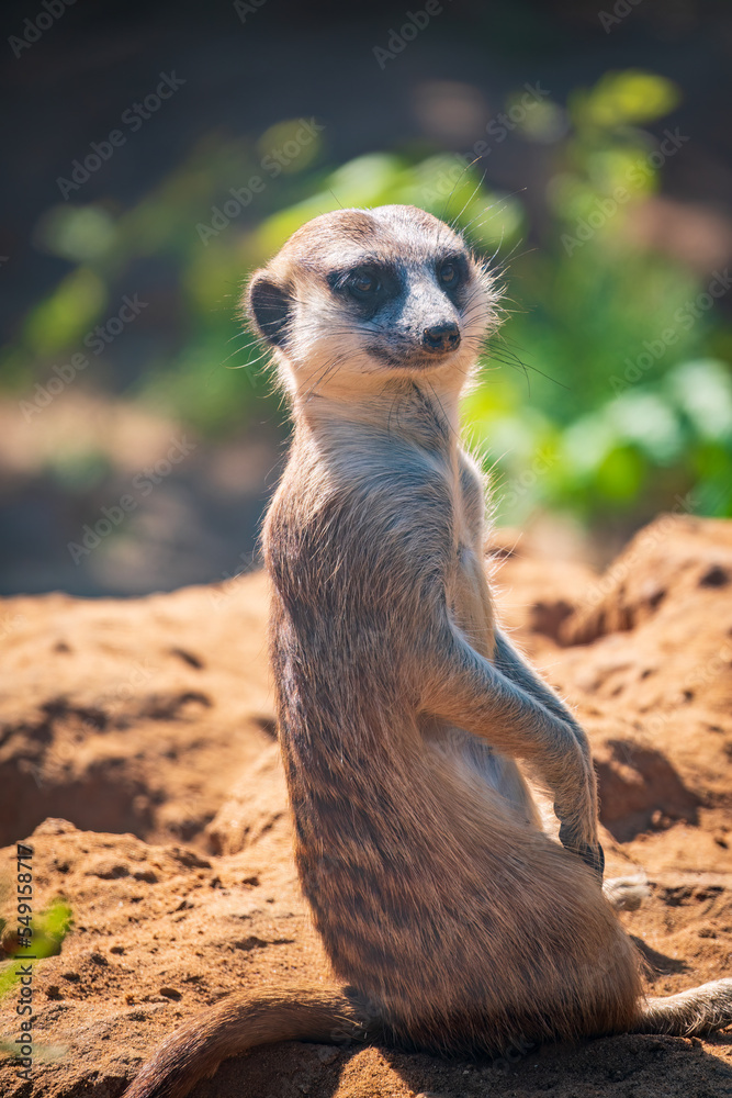 Fototapeta premium Meerkat, Suricata suricatta, on hind legs. Portrait of meerkat standing on hind legs with alert expression. Portrait of a funny meerkat sitting on its hind legs.