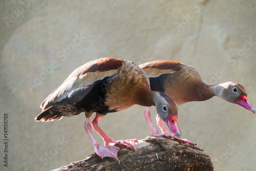 Foto A Black-bellied Whistling Duck, lat