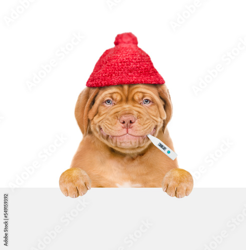 Smiling puppy wearing warm hat holds thermometer in it mouth and looks above empty white banner. isolated on white background
