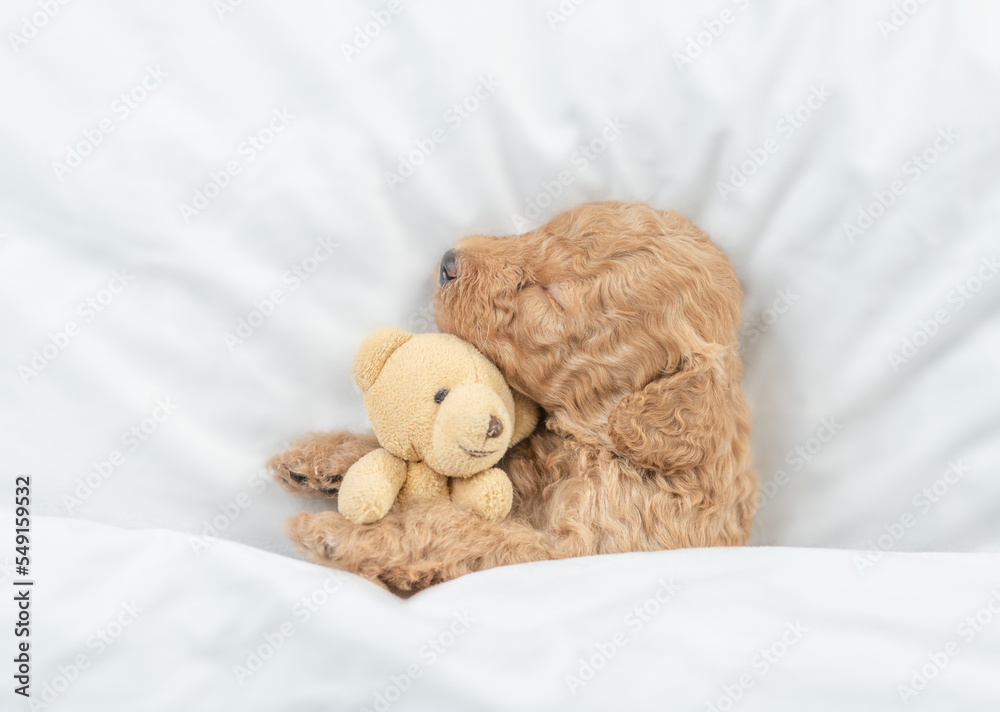 Newborn Toy Poodle puppy sleeps under  white blanket on a bed at home and hugs favorite toy bear. Top down view