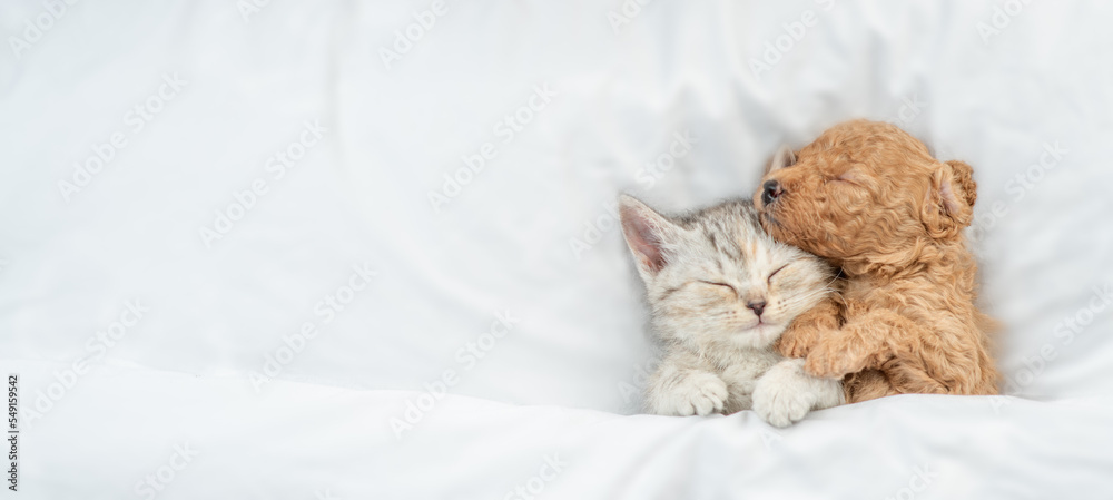 Fototapeta premium Cute tiny Toy Poodle puppy hugs happy tabby kitten under white warm blanket on a bed at home. Top down view. Empty space for text