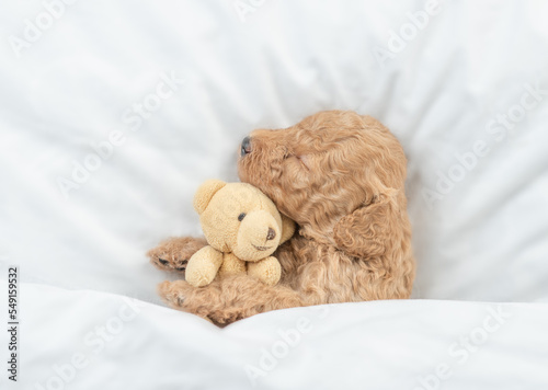 Newborn Toy Poodle puppy sleeps under white blanket on a bed at home and hugs favorite toy bear. Top down view