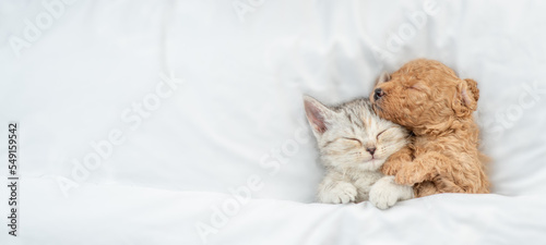Cute tiny Toy Poodle puppy hugs happy tabby kitten under white warm blanket on a bed at home. Top down view. Empty space for text