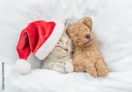 Cute tiny Toy Poodle puppy lying with tabby kitten wearing red santa hat under white warm blanket on a bed at home. Top down view