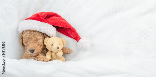 Tiny Toy Poodle puppy wearing red santa hat sleeps with toy bear under white blanket at home. Top down view. Empty space for text