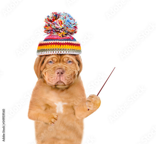 Unhappy frozen puppy wearing a warm winter hat with pompon pointing away on empty space. isolated on white background © Ermolaev Alexandr