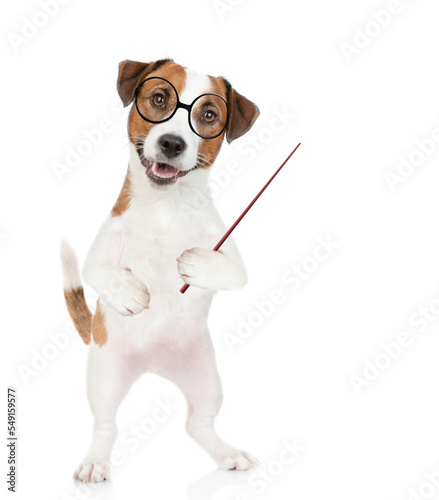 Smart Jack russell terrier puppy wearing  eyeglasses points away on empty space. isolated on white background © Ermolaev Alexandr