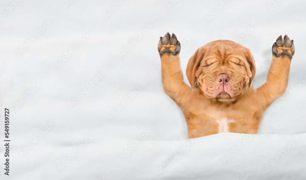 Funny Mastiff puppy sleeps under white warm blanket on a bed at home. Top down view. Empty space for text