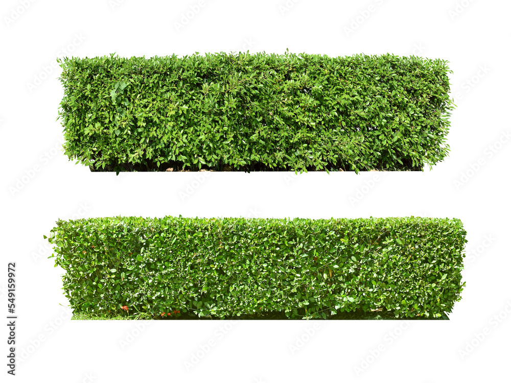Ornamental plants and Green leafed bushes. (shrub) Square shape. For