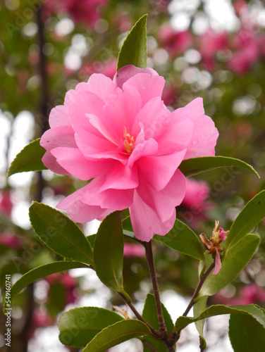 pink rose bush