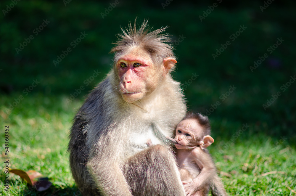 mother monkey feeding infant baby