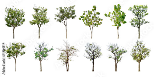 Collection Trees and bonsai green leaves. total 12 trees. The Ratchaphruek tree is blooming bright yellow. png 