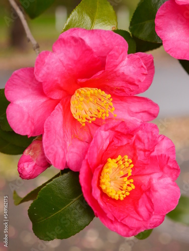pink flower