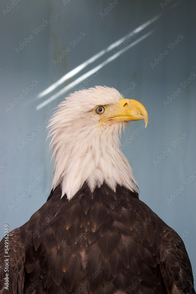 american bald eagle head at a side view glance close up in a zoo setting
