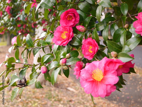 pink rose bush