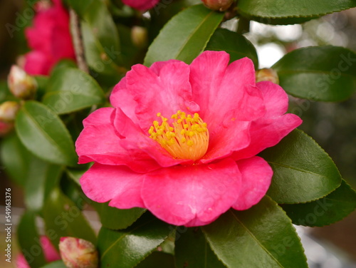 pink rose flower