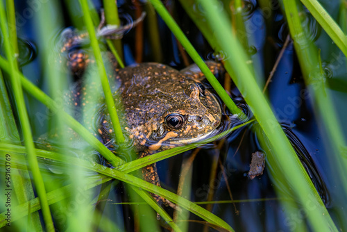 Eastern Banjo Frog (Limnodynastes dumerilii) also known as Pobblebonk