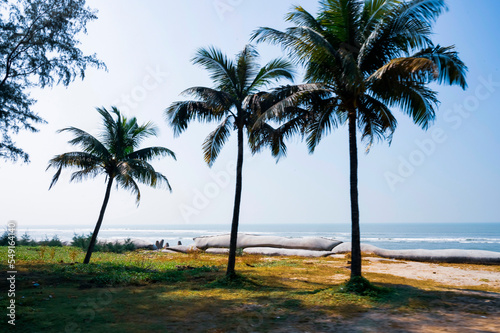 Three coconut trees by the sea. natural beauty