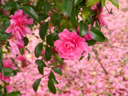 pink rose bush
