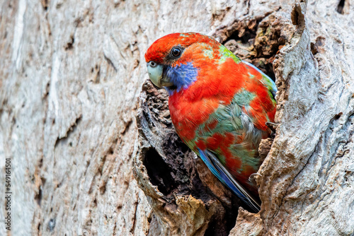 Obraz na plátně Young Crimson Rosella in nesting hole (Platycercus elegans)