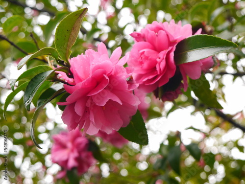 pink rose bush