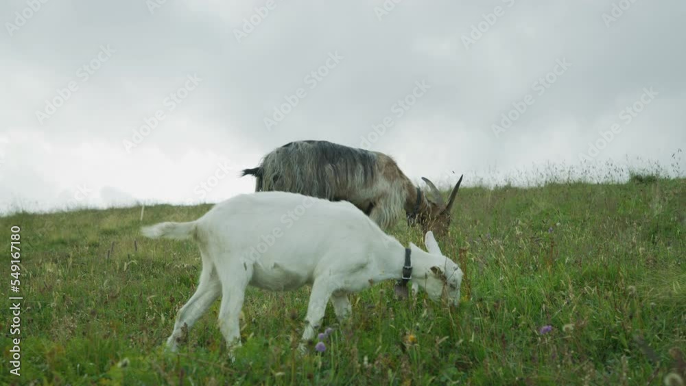 Goats grazing, Grindelwald First, Switzerland Goats grazing, Grindelwald First, Switzerland