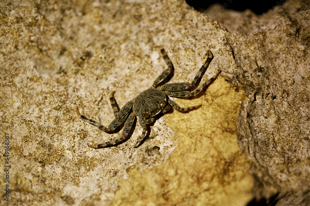 mangrove tree crab photo at night on a rock