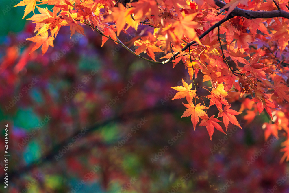 紅葉 紅葉