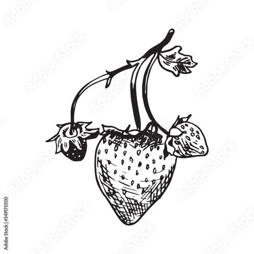 Monochrome vector illustration of strawberry in sketch style. Hand drawings in art ink style. Black and white graphics.