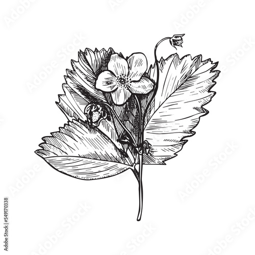 Monochrome vector illustration of strawberry in sketch style. Hand drawings in art ink style. Black and white graphics.