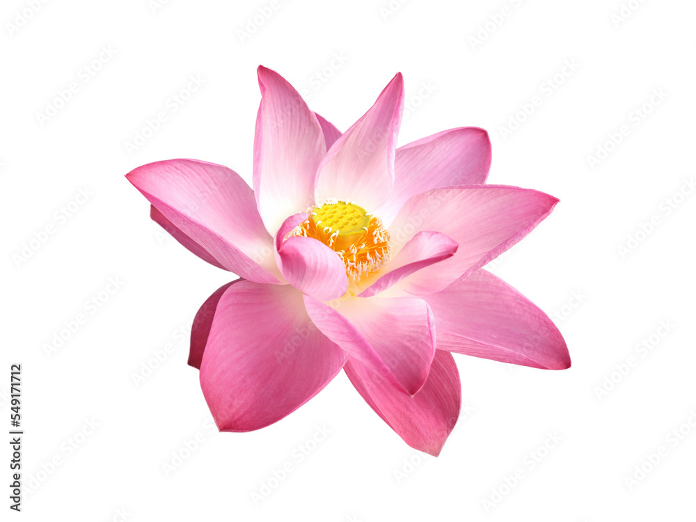 Tropical pink lotus flower blooming with visible stamens and pistils isolated on white or transparent background. Nelumbo nucifera symbolizes purity in Buddhism and beautiful single flora in spring.