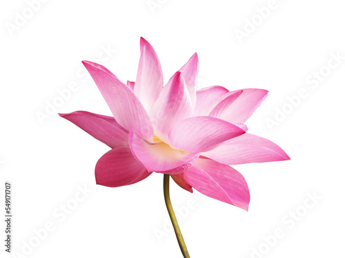 Fototapeta Naklejka Na Ścianę i Meble -  Tropical pink lotus flower blooming isolated on transparent or white background. Concept: Nelumbo nucifera symbolizes purity in Buddhism.
