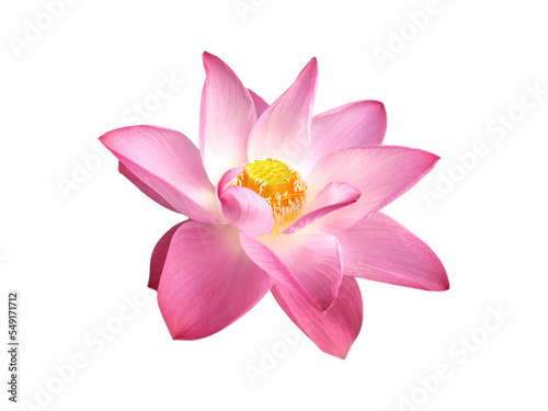 Tropical pink lotus flower blooming with visible stamens and pistils isolated on white or transparent background. Nelumbo nucifera symbolizes purity in Buddhism and beautiful single flora in spring. © D.APIWAT