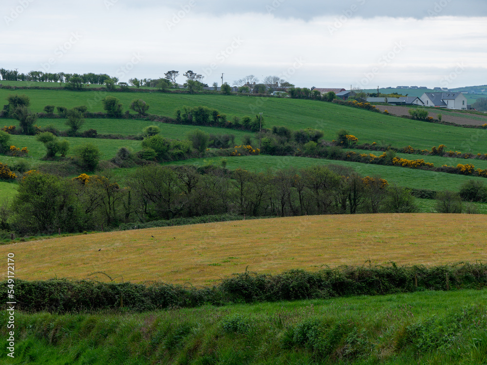 Picturesque fields of southern Ireland on a spring day. Beautiful Irish countryside, landscape. Green grass field with trees