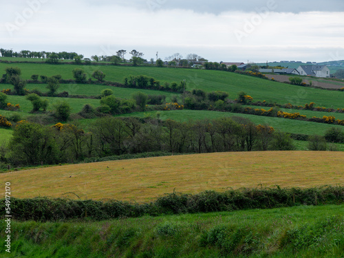 Picturesque fields of southern Ireland on a spring day. Beautiful Irish countryside  landscape. Green grass field with trees