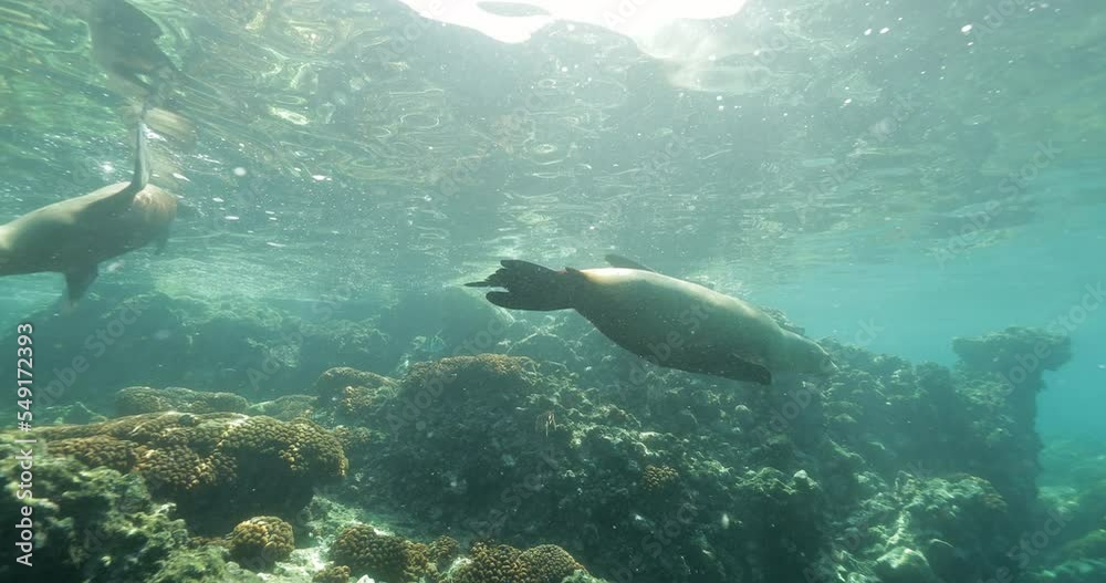 Panning Shot Of Herd Of Seals Swimming Over Coral Undersea - Baja California, Mexico Panning Shot Of Herd Of Seals Swimming Over Coral Undersea - Baja California, Mexico