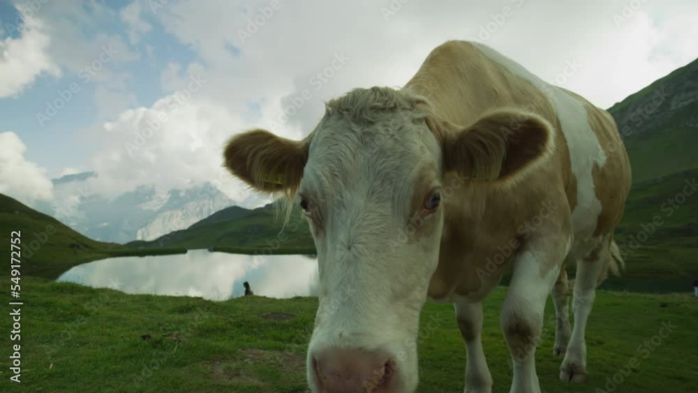 Cow at Grindelwald First, Switzerland Cow at Grindelwald First, Switzerland
